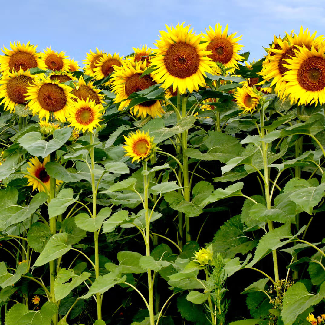 Sunflower Seeds For Planting