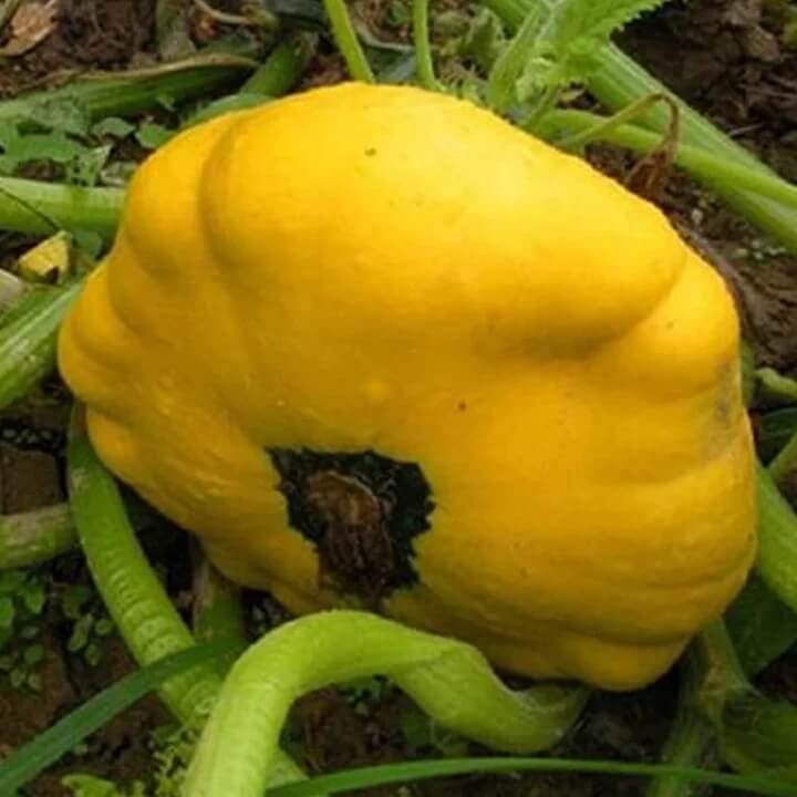 Sunseanse F1 Pumpkin Seeds