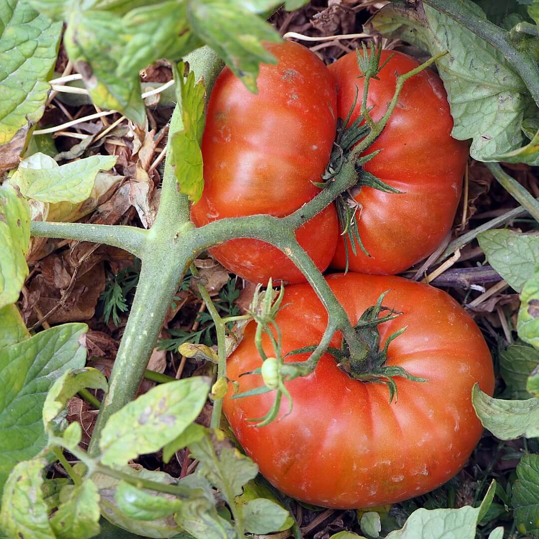 Super Fantastic Tomato Seeds