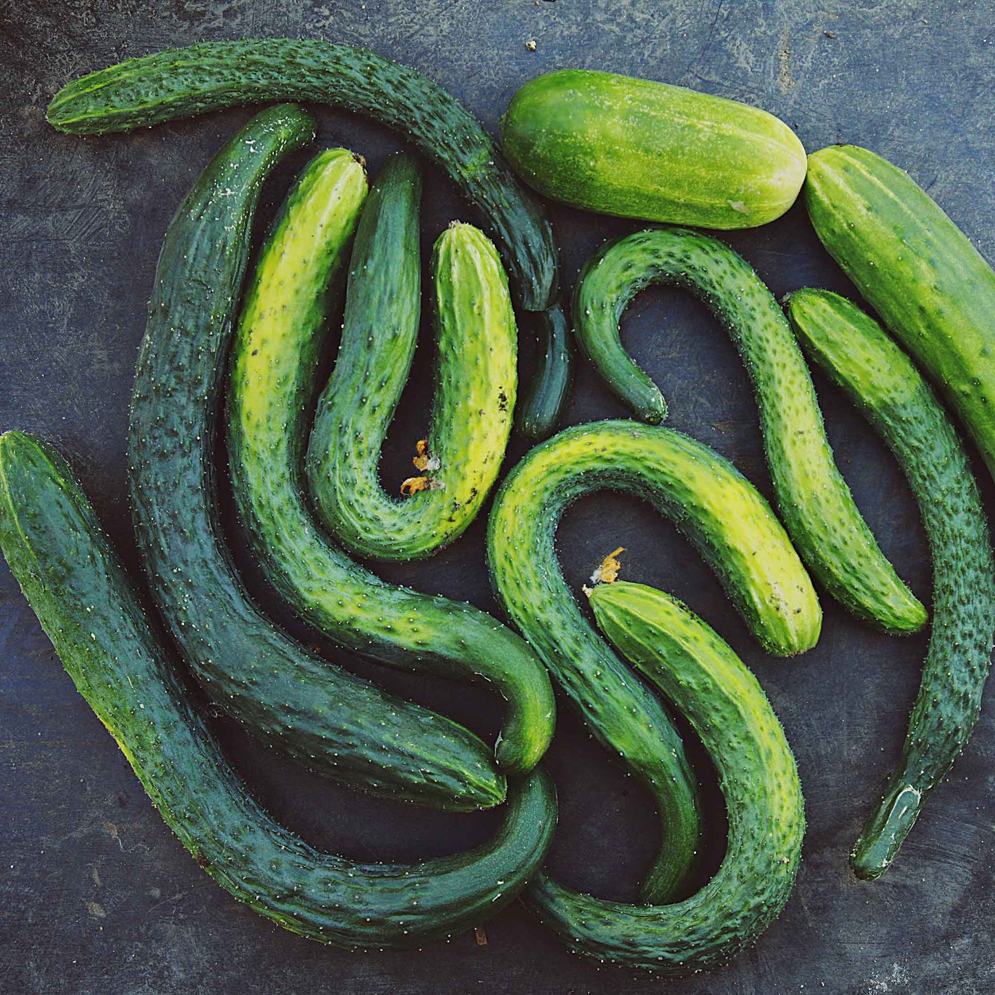 Suyo long cucumber seeds - Vegetable Plant