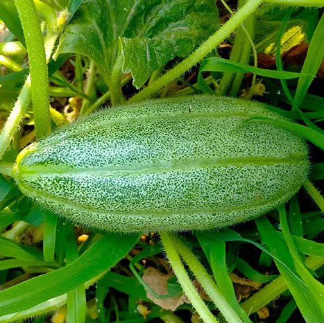 Sweet Cucumber Melon Seeds