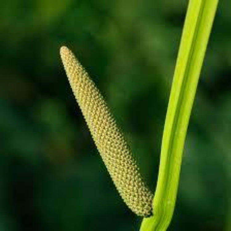 Sweet Flag Seeds - Ornamental Grass Seeds for Home Gardens
