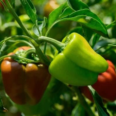 Sweet Mixed Bell Pepper Seeds