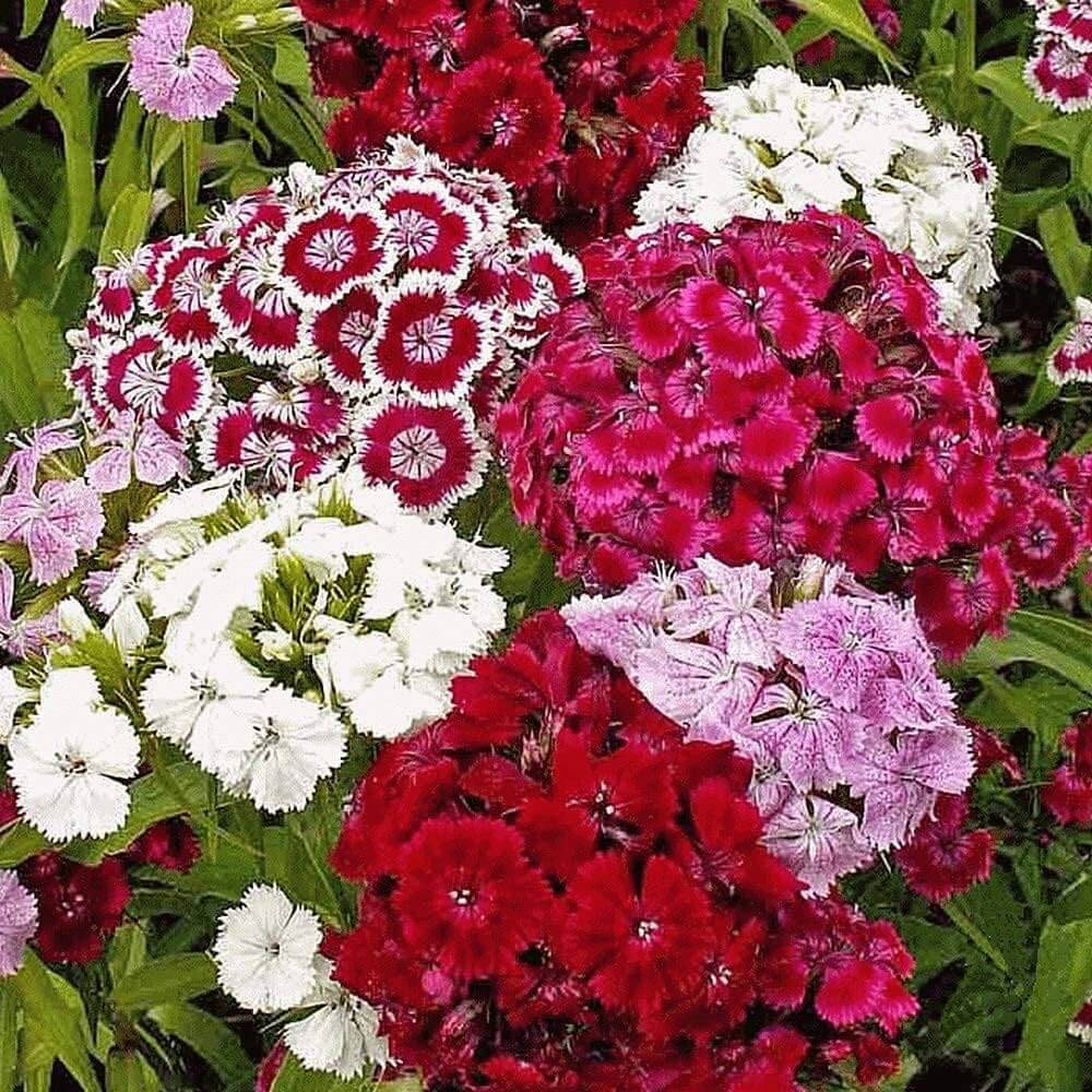 Sweet William Seeds - Flower Plant