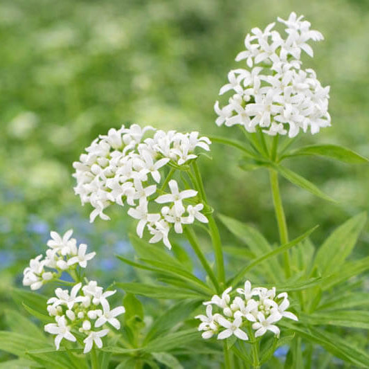 Sweet Woodruff Seeds