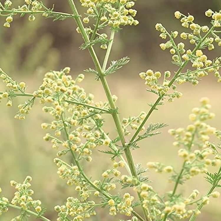 Sweet Wormwood Artemisia Annua Seeds