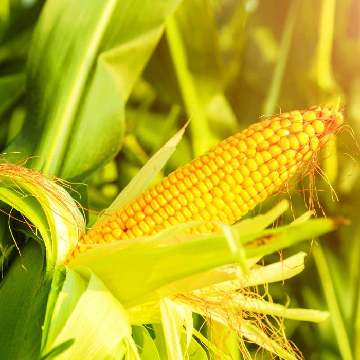 Sweet corn seeds - Vegetable Plant