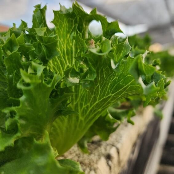 Tango Lettuce Seeds - Vegetable Plant