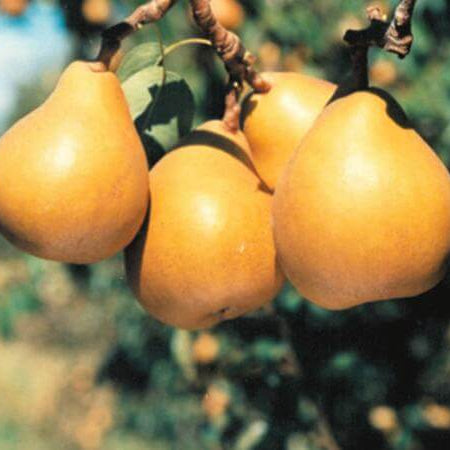 Taylor’s Gold Pear Seeds