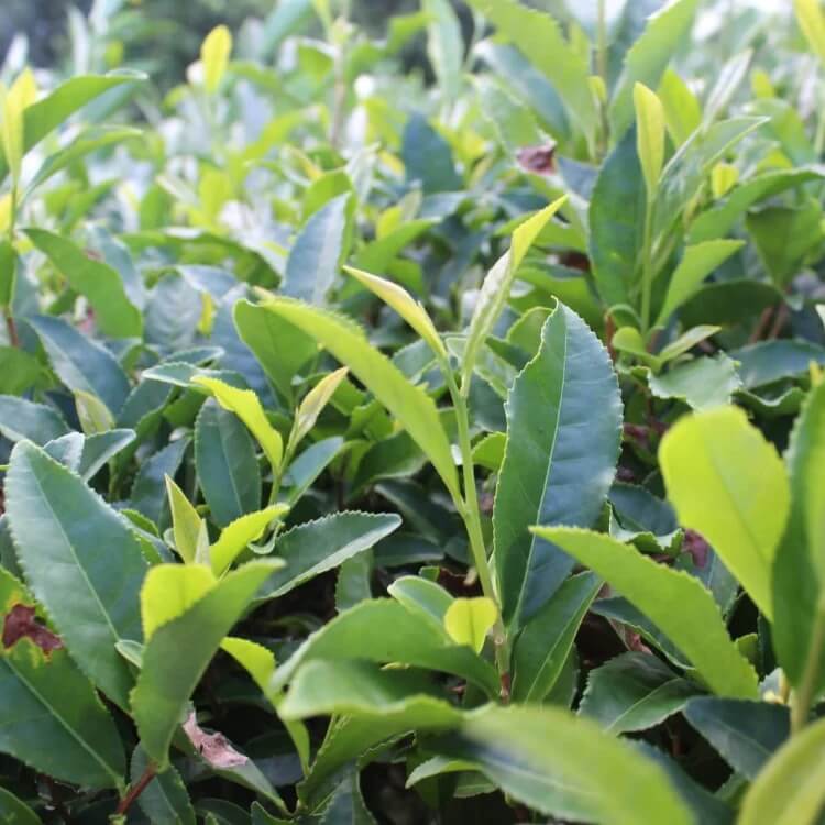 Tea Plant Seeds for Planting