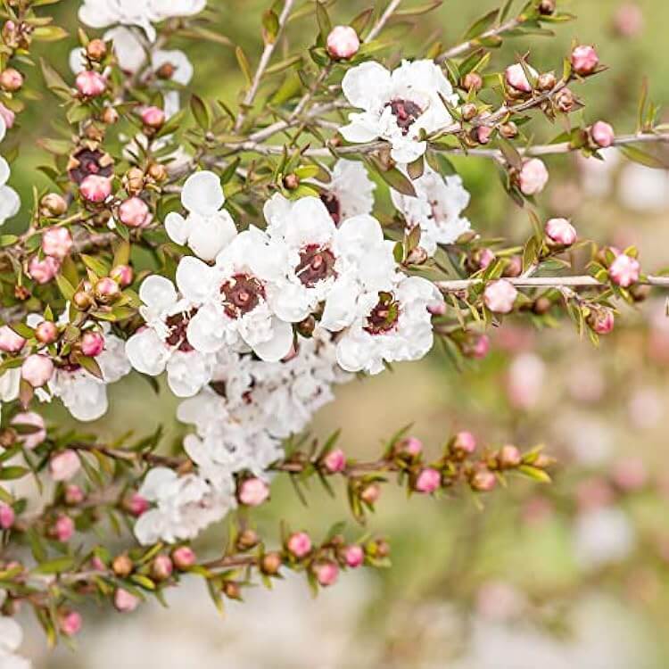 Tea Tree Manuka Seeds
