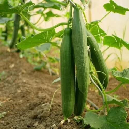 Tendergreen Burpless Cucumber Seeds