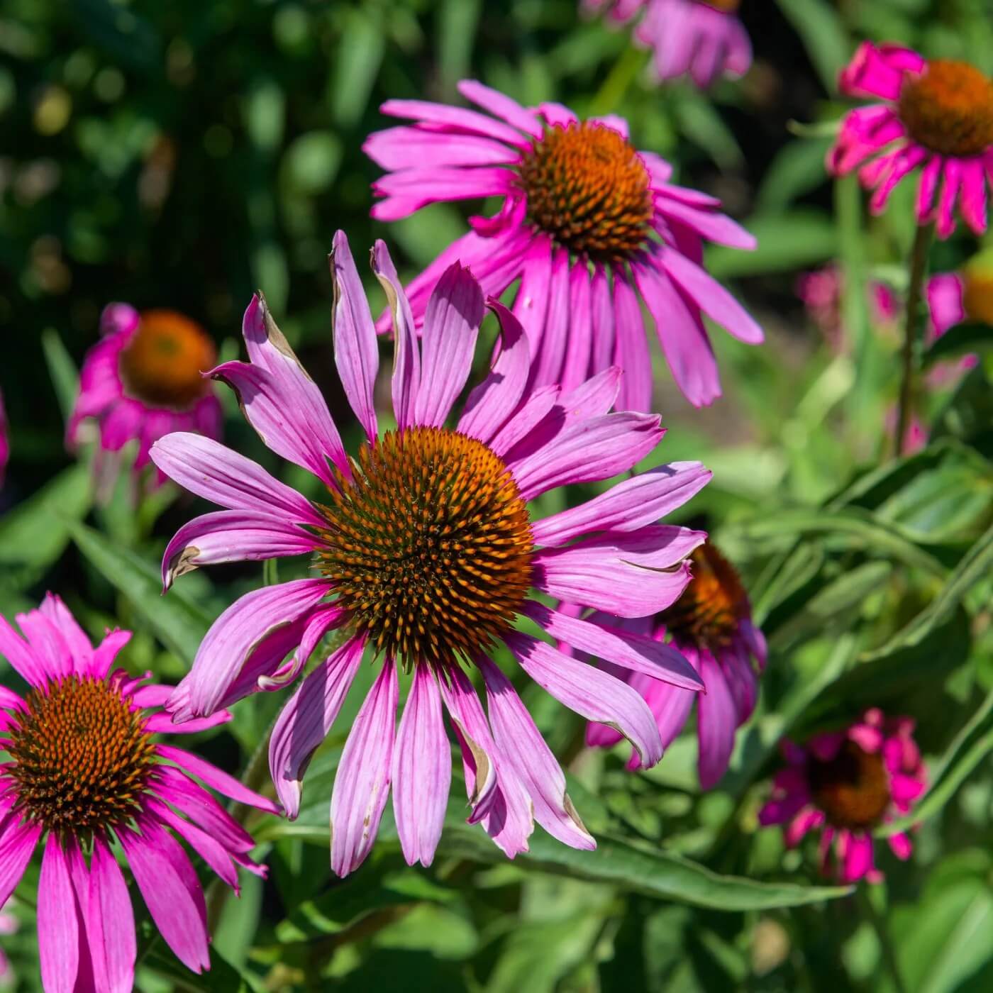 Tennessee Coneflower Seeds - Flower Plant