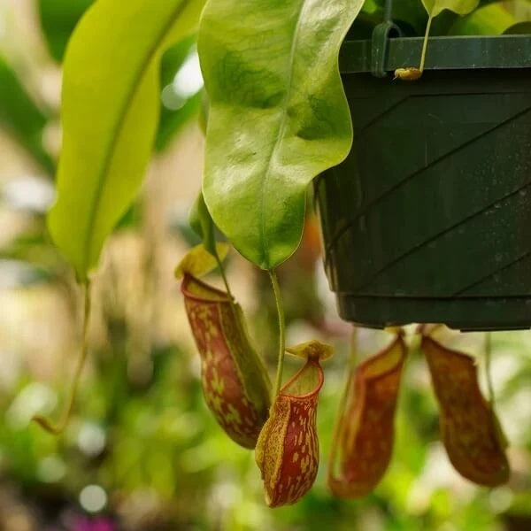Terrarium Nepenthes Seeds