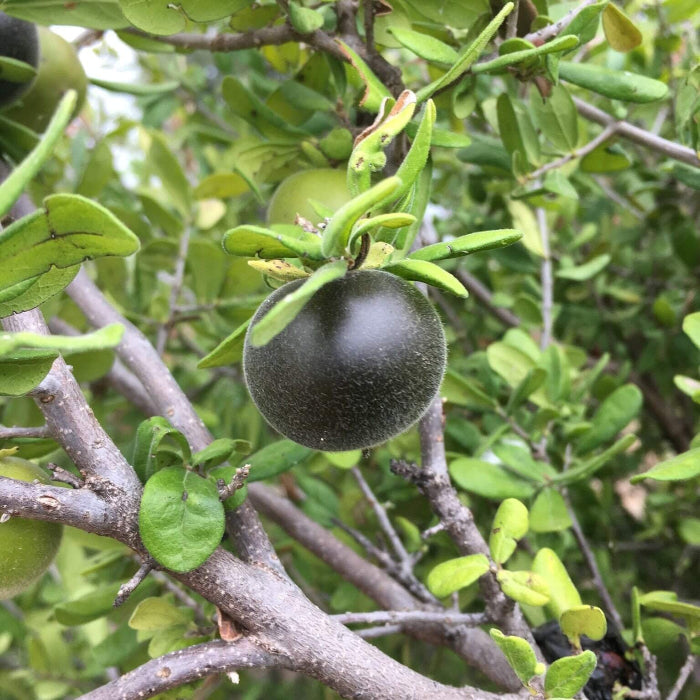 Texas Persimmon Seeds