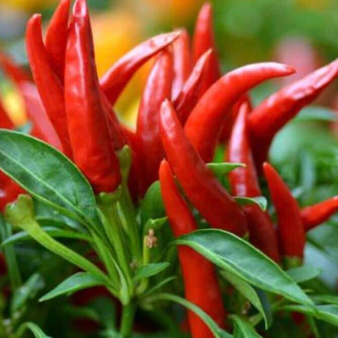 Thai Dragon Pepper Seeds - Vegetable Plant