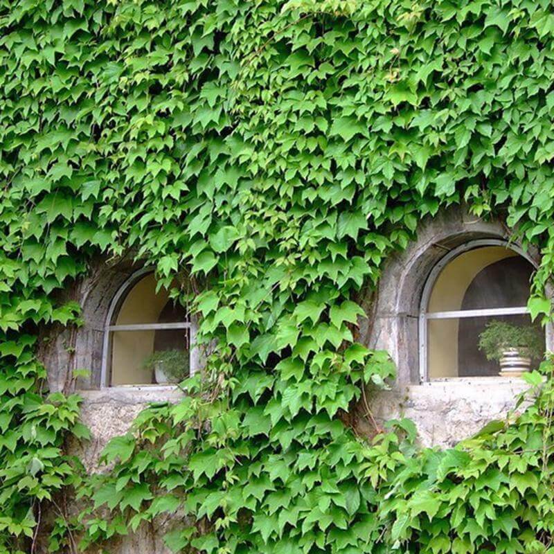 Thick Green parthenocissus tricuspidata seeds