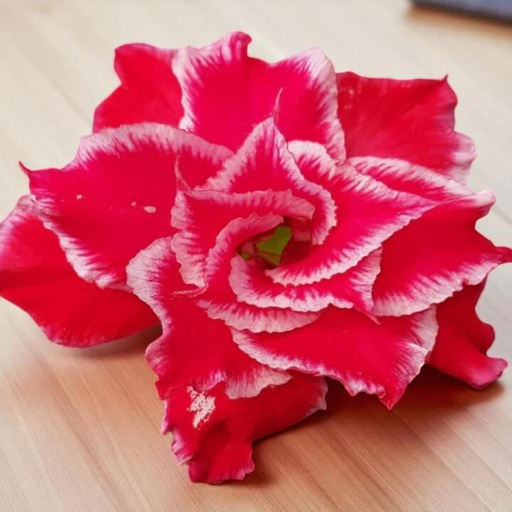 Thick Pink Adenium Obesum Seeds - Flower Plant