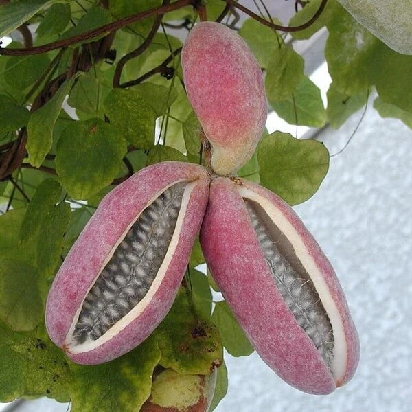 Three Leaf Chocolate Vine Seeds