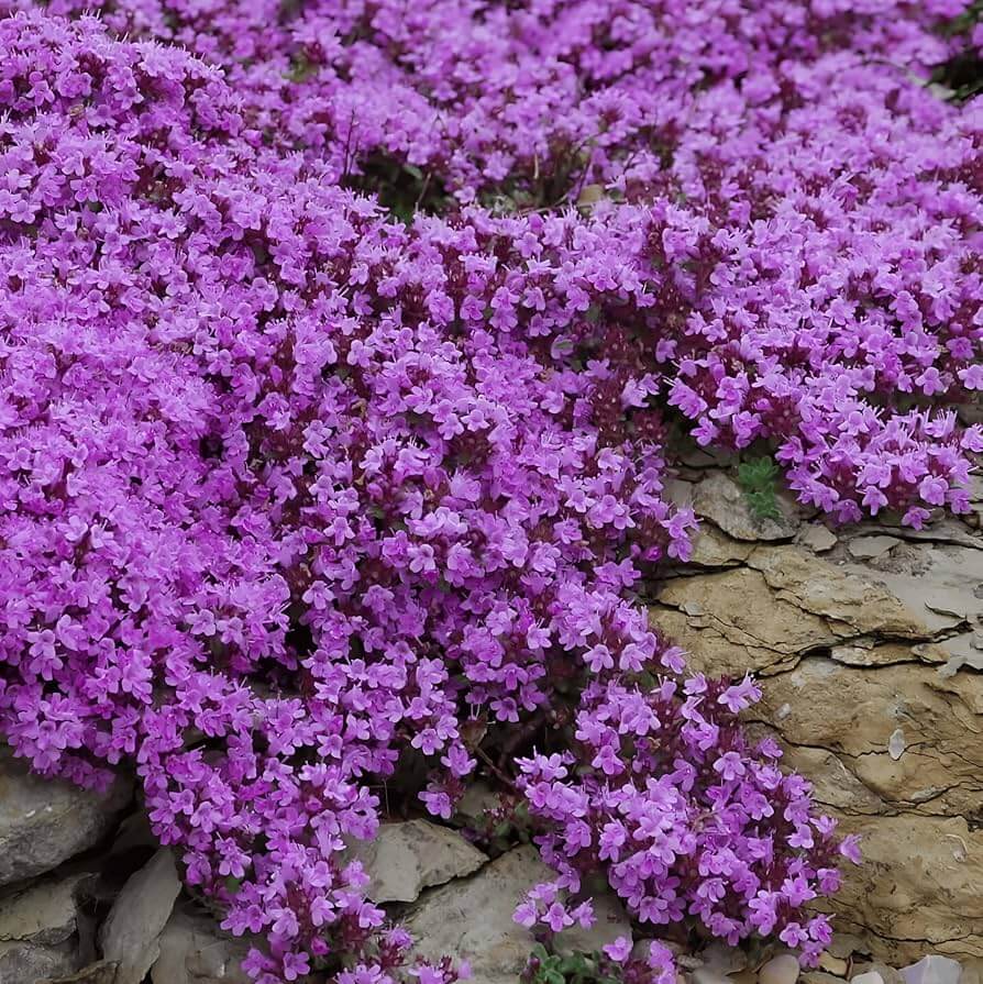 Thymus Serpyllum Seeds