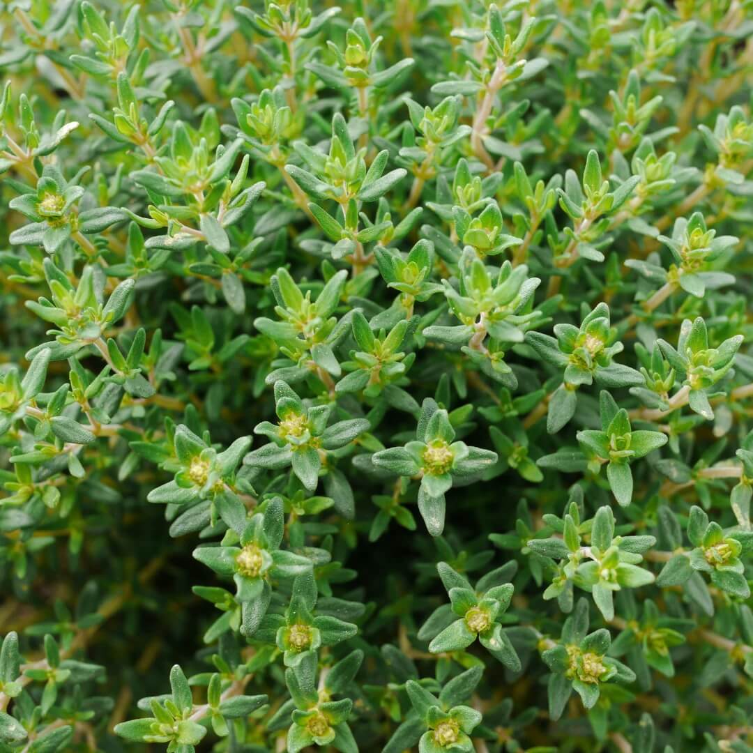 Thymus Vulgaris Seeds - Herbal Plant