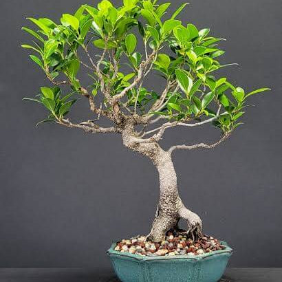 Tiger Bark Ficus Seeds