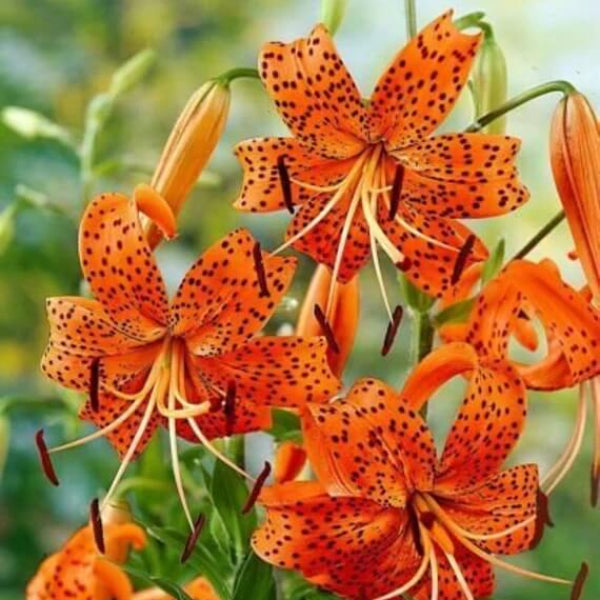 Tiger Lily Seeds - Flower Plant