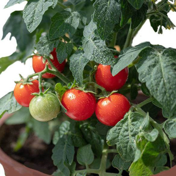 Tiny Tim Tomato Seeds - Vegetable Plant