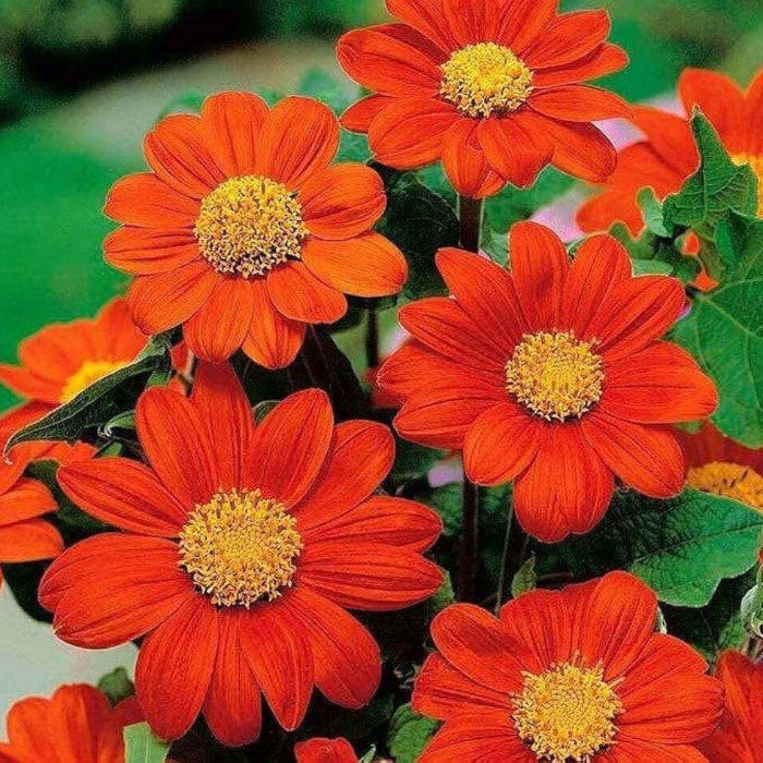 Tithonia Calva Seeds - Heirloom Flower Plant for Home Gardens