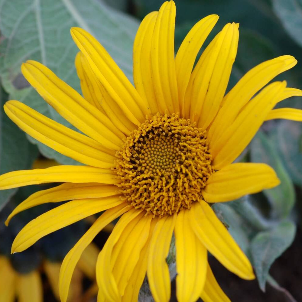 Tithonia Longiradiata Seeds - Heirloom Flower Plant for Home Gardens
