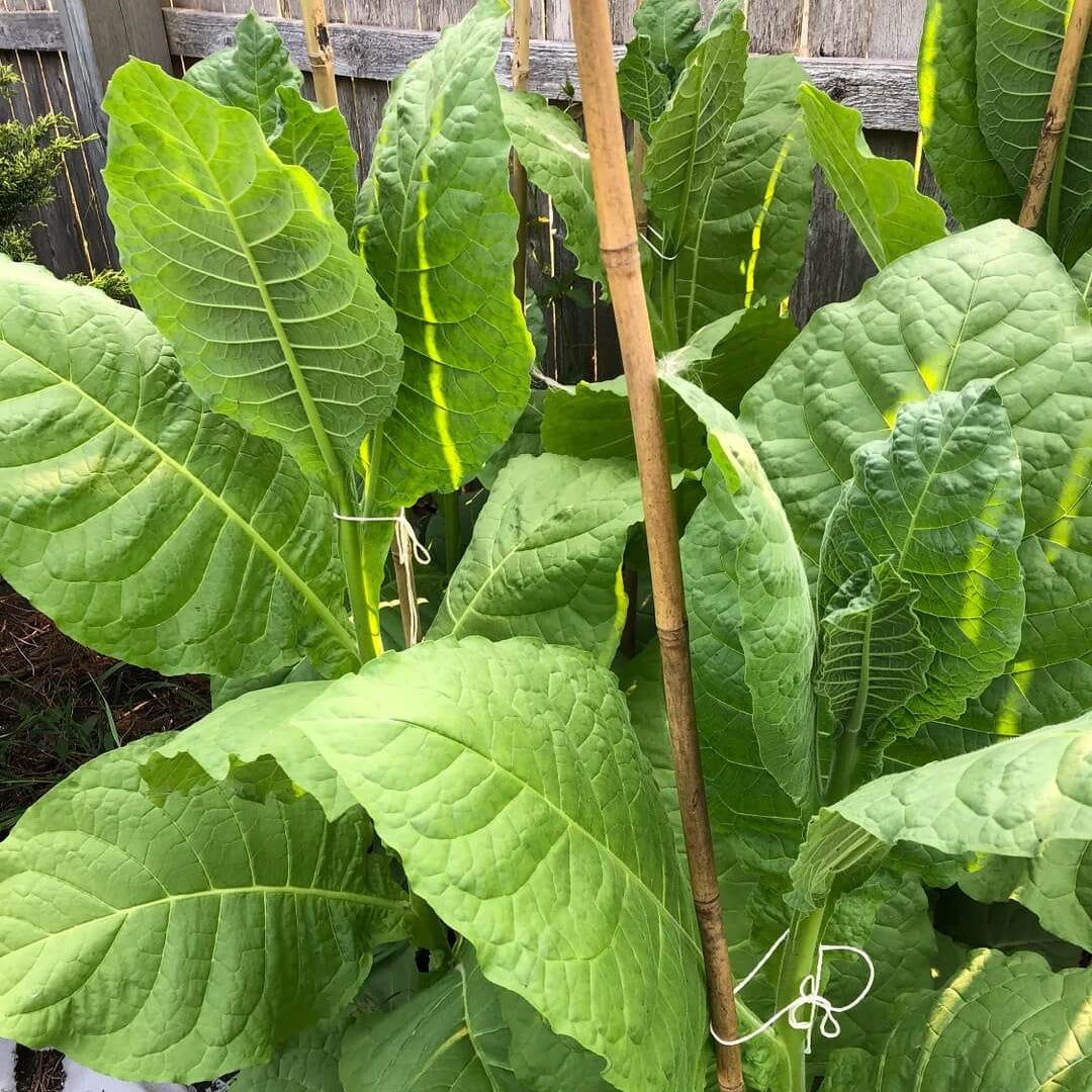 Tobacco Seeds - Herbal Plant for Home Gardens