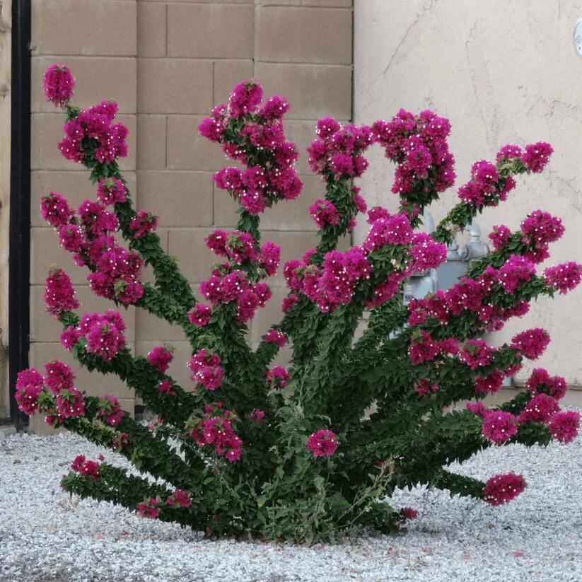 Torch Glow Bougainvillea Seeds