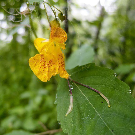 Touch-Me-Not Impatiens Seeds