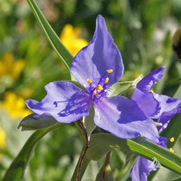 Tradescantia Spiderwort seeds - All in one for home gardens
