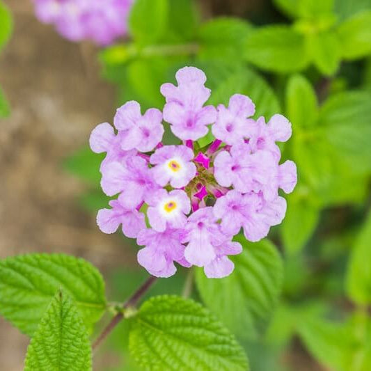 Trailing Lantana Seeds