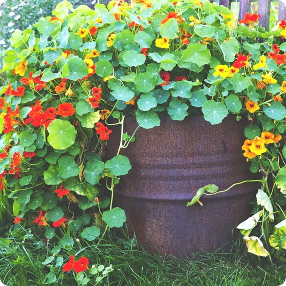 Trailing Nasturtium Seeds - Flower Plant