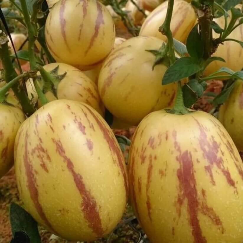 Tree Melon Seeds