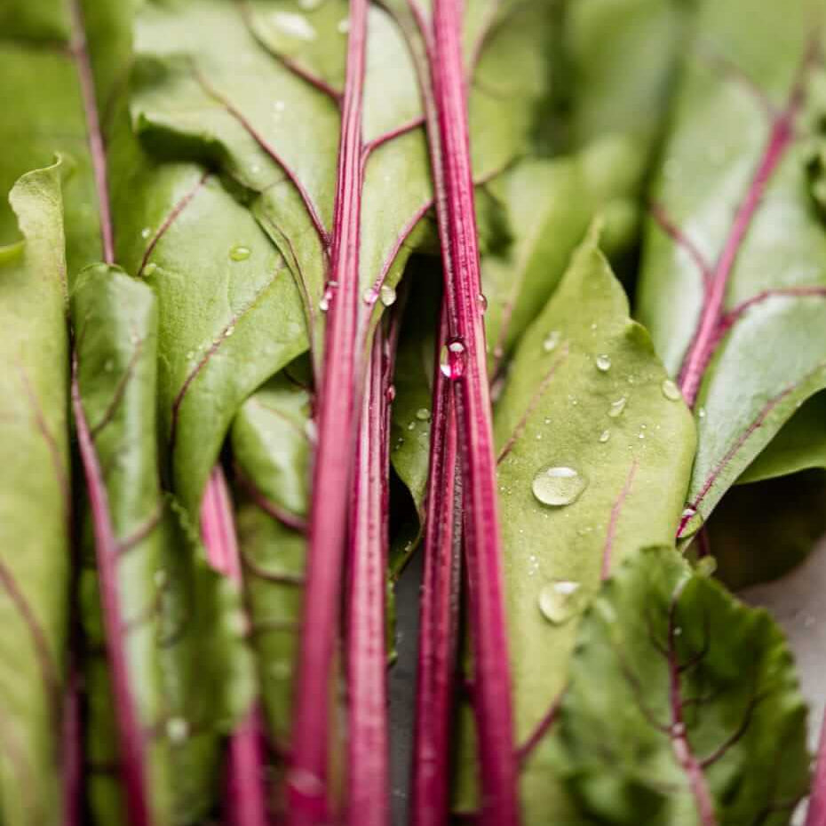 Tree Spinach Seeds - Vegetable Plant