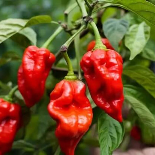 Trinidad Scorpion Pepper Seeds - Vegetable Plant