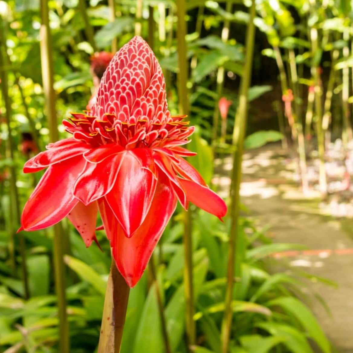 Tropical Red Torch Ginger Seeds