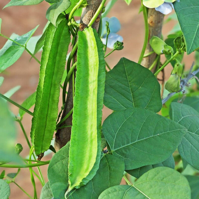 Tropical Winged Bean Seeds - Vegetable Plant