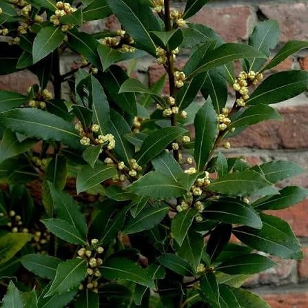 True Bay Laurel Seeds