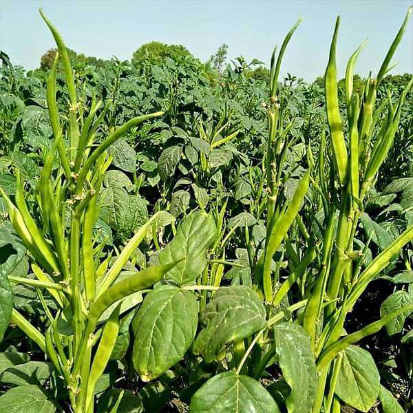 Truffle Seeds - Vegetable Plant for Home Gardens