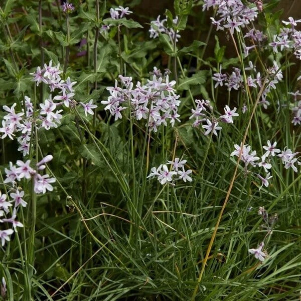 Tulbaghia Violacea Seeds