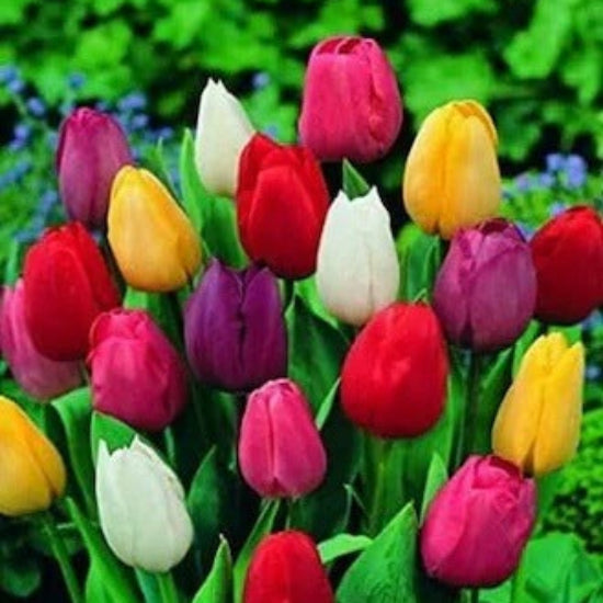 Tulip Seeds - Flower Plant