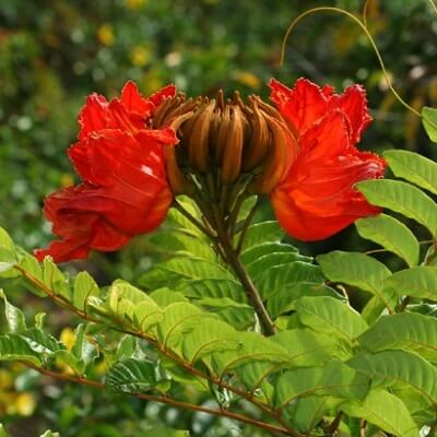 Tulip Tree seeds - Flower Plant