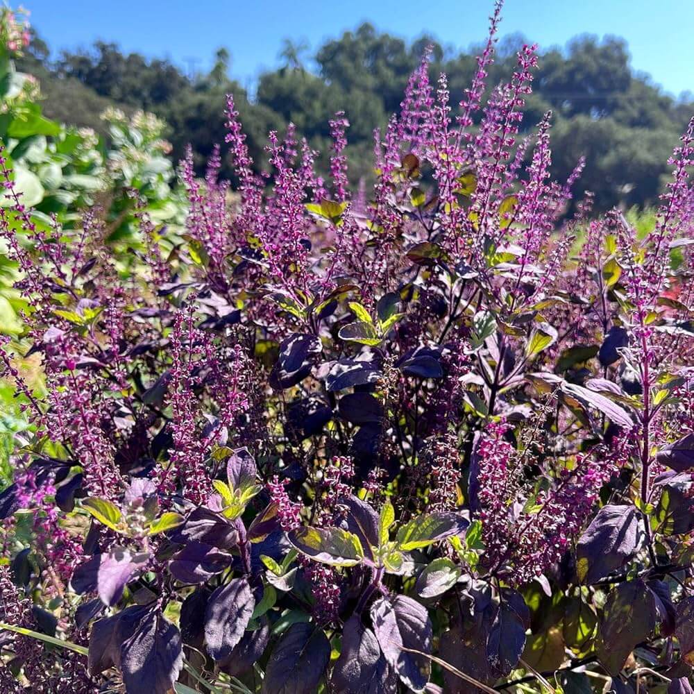 Tulsi Krishna Basil Seeds - Herbal Plant