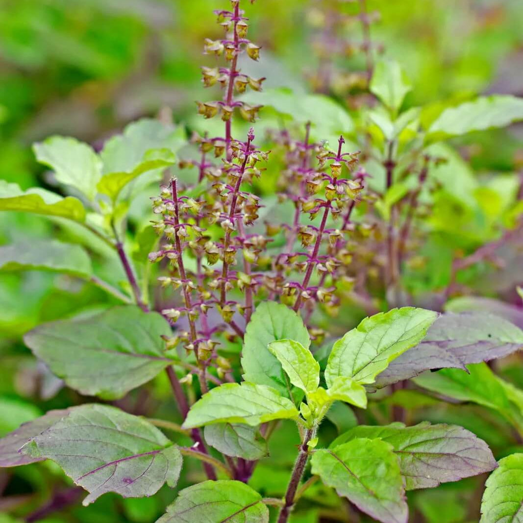 Tulsi Temperate Basil Seeds - Herbal Plant