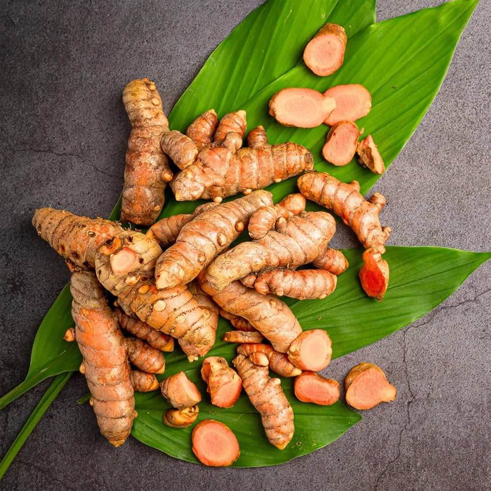 Turmeric Seeds - Herbal Plant for Home Gardens