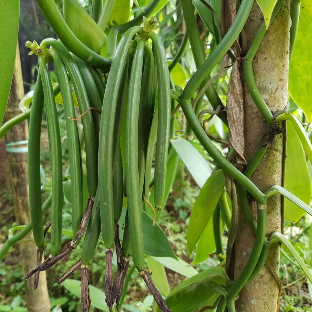 Vanilla Seeds - Herbal Plant for Home Gardens